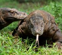 Komodo Dragons